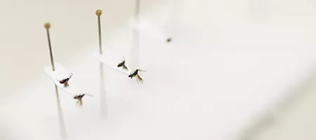 Pest Laboratory 450x200px
